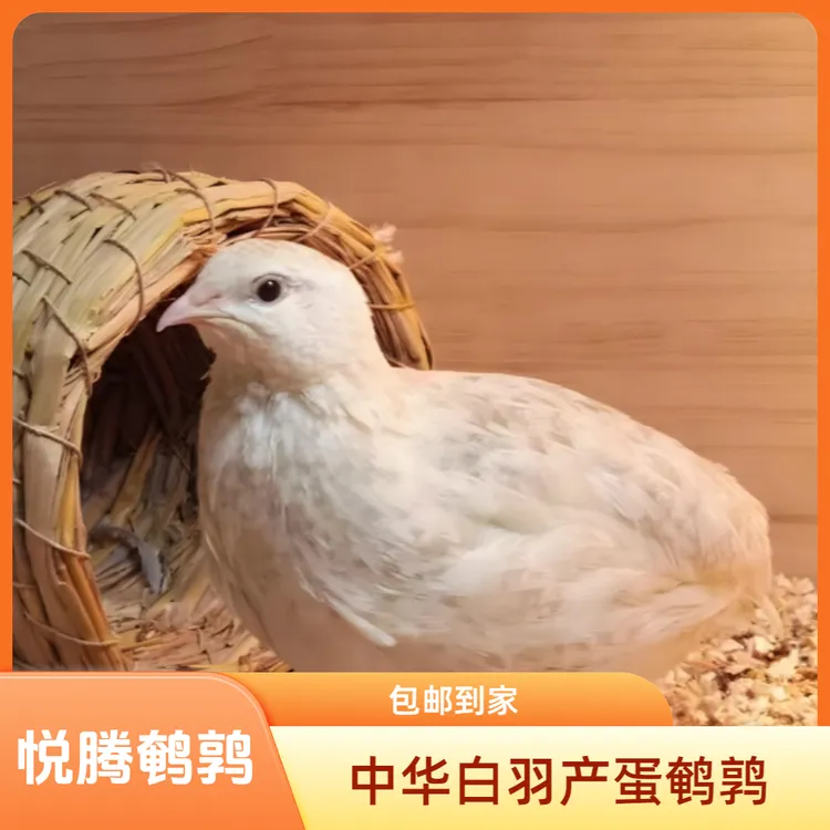 中华白羽产蛋鹌鹑（包邮到家)