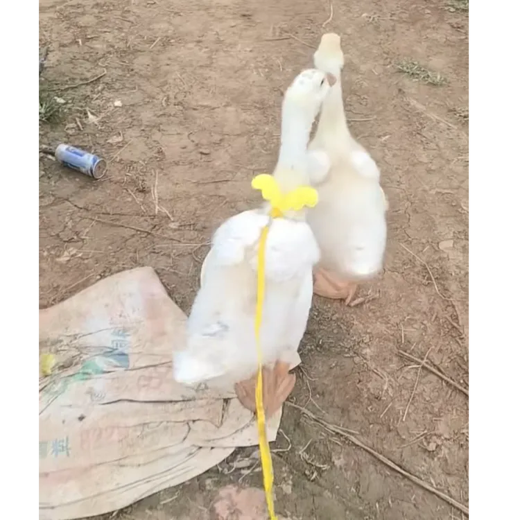 宠物俄活体 健康要好养 京东包邮到家