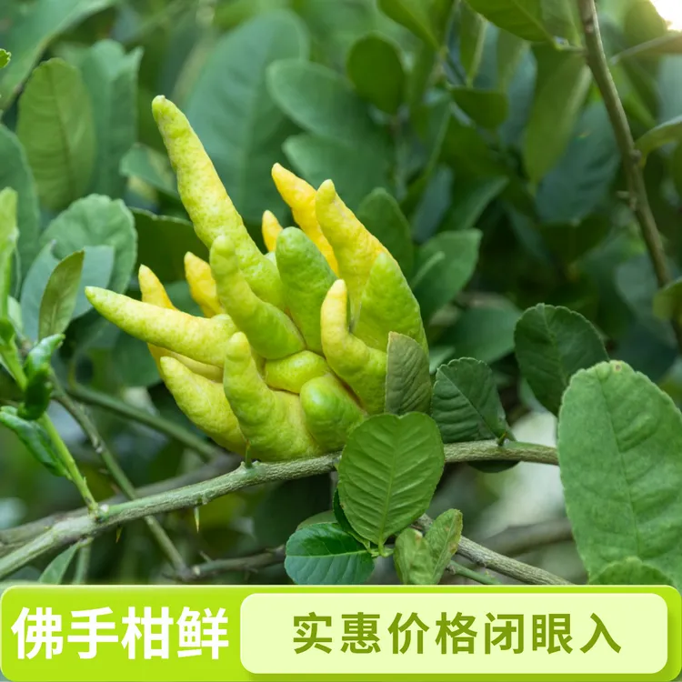 新鲜佛手柑基地直发