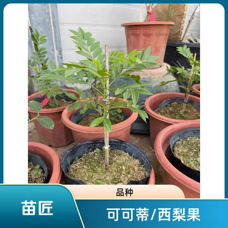 可可蒂西利果大果品种优质苗带土带叶果树苗木