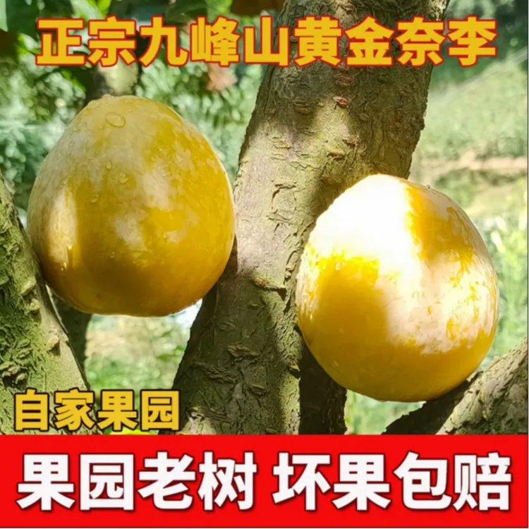 正宗九峰山高山黄金奈李新鲜现摘现发脆甜多汁应季水果新鲜采摘