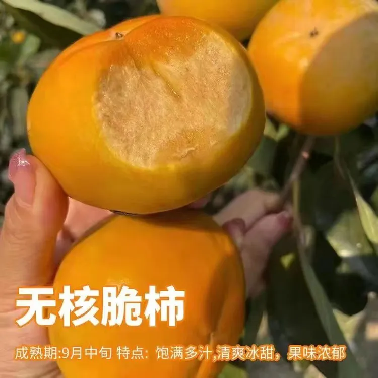 无核脆甜柿子树苗南北方种植当年结果