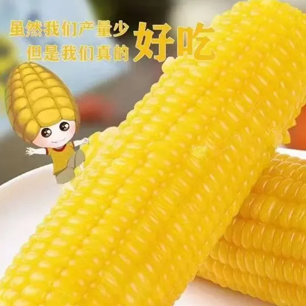 百粟宝【25年头茬新货】百粟宝内蒙古糯玉米新鲜真空包装营养早餐