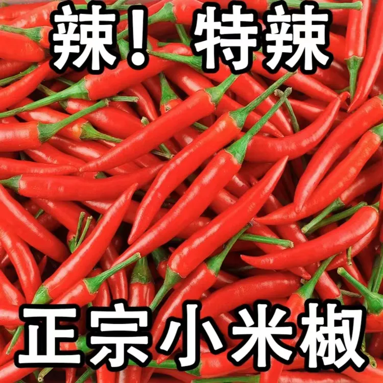 新鲜农家自种特辣小米辣椒可做泡椒剁椒鲜香爽口