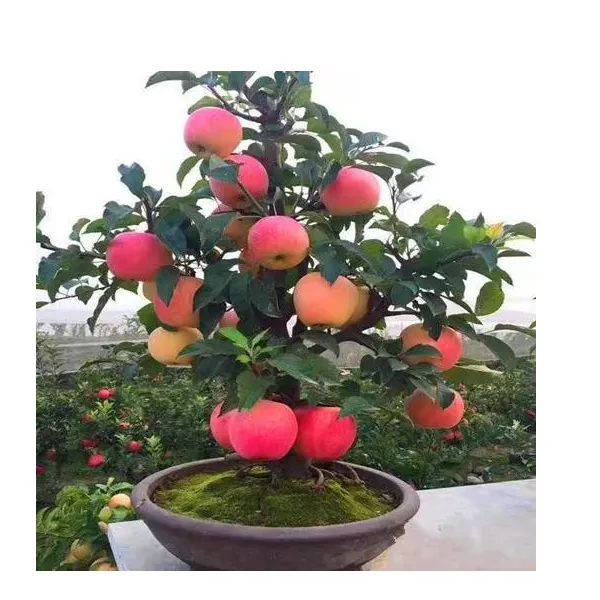 矮化盆栽苹果带果发货可南北方种植适合庭院阳台