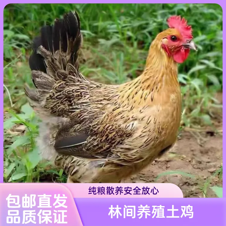 【雪山草鸡三只】单只三斤左右发货漂亮美味整鸡好吃不贵肉质新鲜