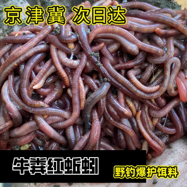 【蚯蚓王推荐斤装】钓鱼红虫活饵鱼饵腥味大蚯蚓养殖拉饵包赔野钓蘒
