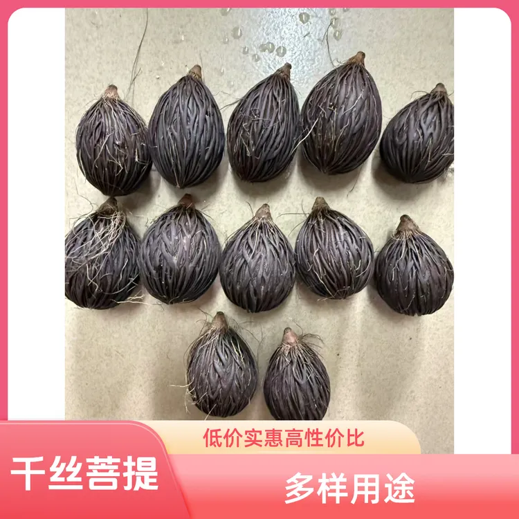 千丝菩提12个 已去皮 简单清理 大小随机 DIY挂饰项链钥匙扣 文玩