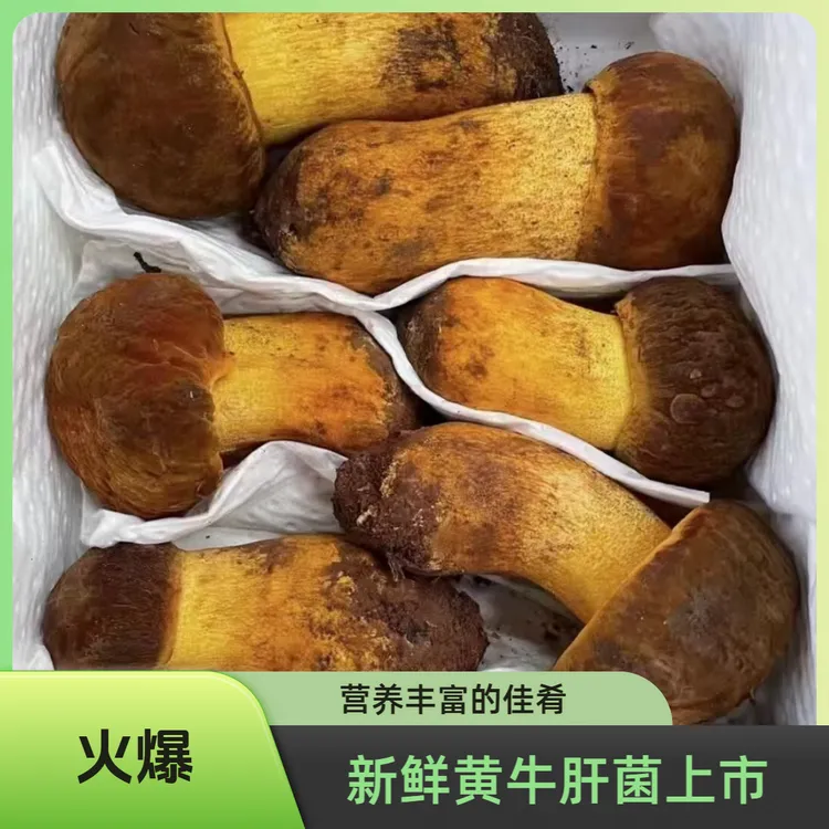 【黄牛肝】云南新鲜黄牛肝菌顺丰发货黄赖头鲜菌菇当日现采现发
