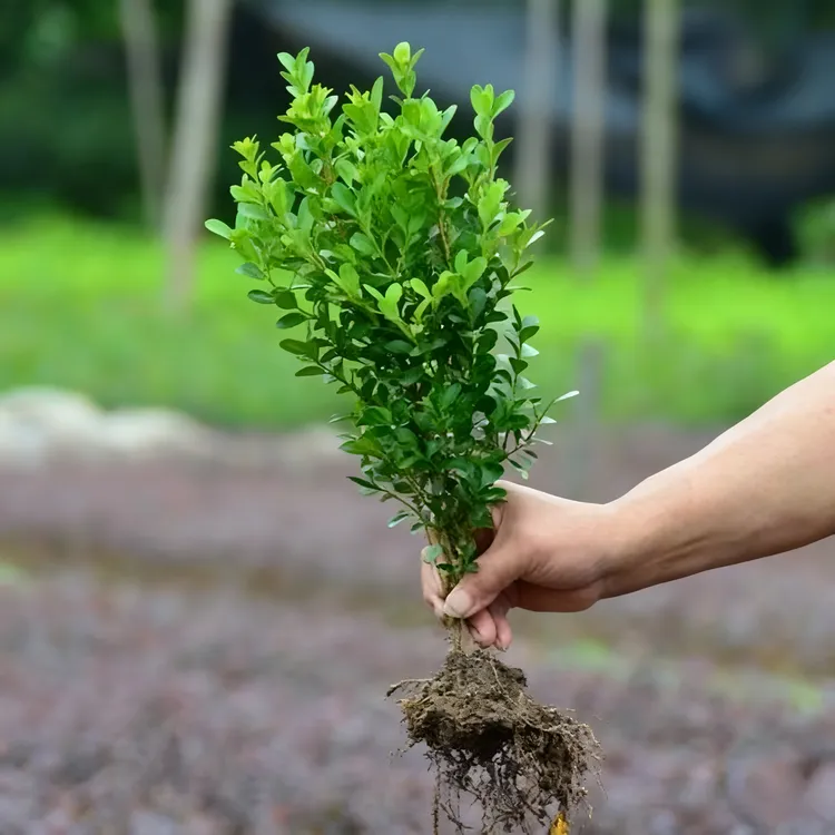 四季常青瓜子黄杨苗小叶黄杨树苗庭院花园绿植盆栽绿篱耐寒植物