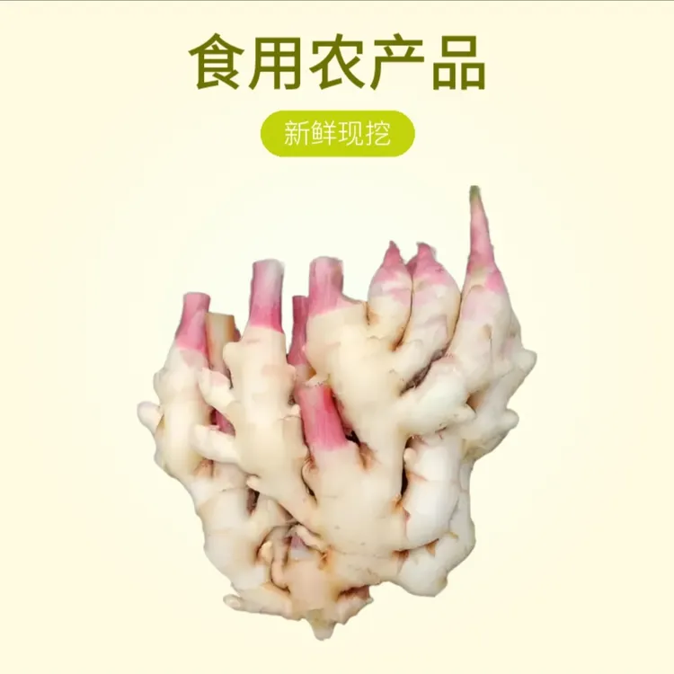 山东大黄姜嫩姜现挖现发带少量泥土