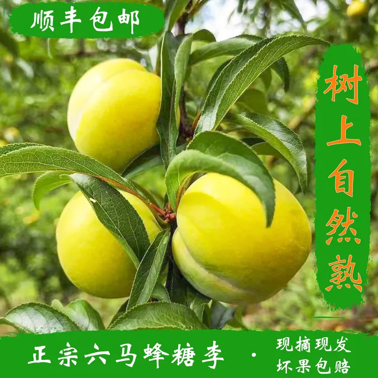 顺丰空运正宗贵州镇宁蜂糖李六马核心产区现摘现发脆甜多汁脱骨李