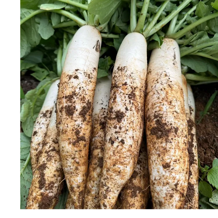 连州高山黄泥萝卜可做韩式泡菜原料炒菜炖汤鲜嫩甜新鲜蔬菜