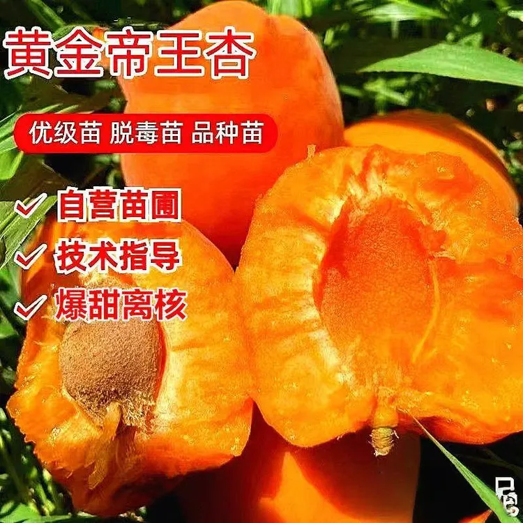 精品嫁接帝王大杏种苗现挖先卖南北方地栽盆栽地栽果园种植