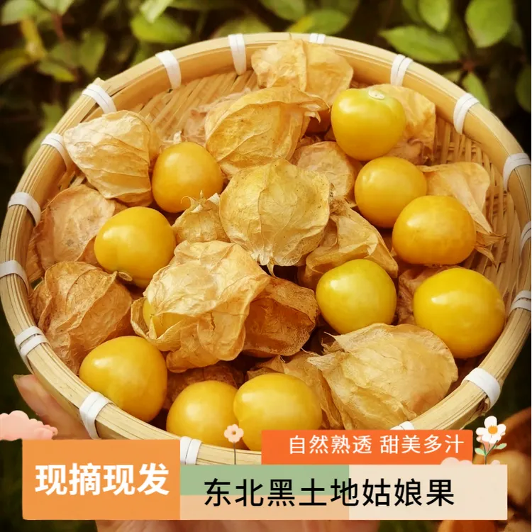 东北新鲜姑娘果清甜多汁当季特产灯笼果产地直发