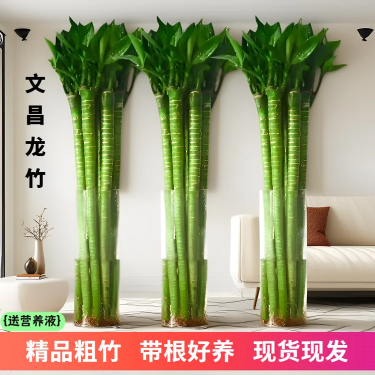 文昌 竹4支龙竹节节高带根水养富贵办公室竹室内客厅植物水培植物