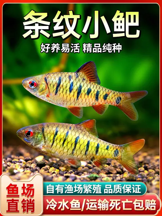 中国斗鱼伴侣条纹小鲃活体二须吧耐寒冷水原生鱼溪流鱼群游观赏鱼