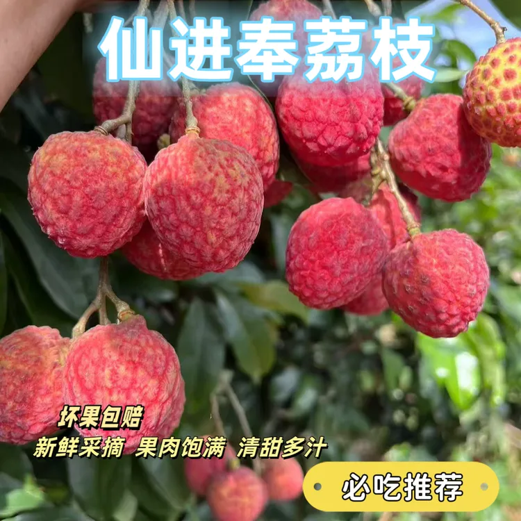 【只限广东】正宗广州增城本地仙进奉荔枝果园现摘水果现发