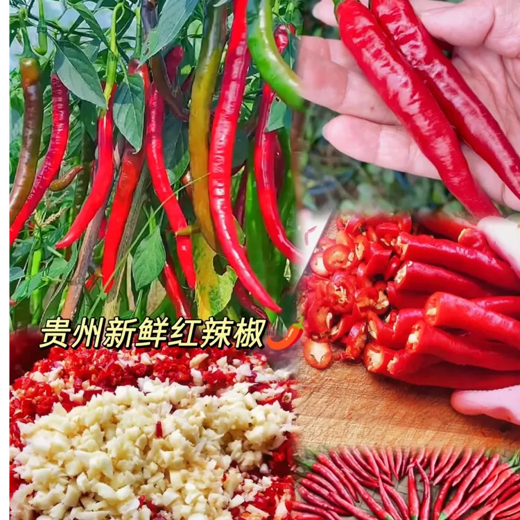 正中贵州本地二荆条现摘现发可做剁椒辣椒酱 红辣椒