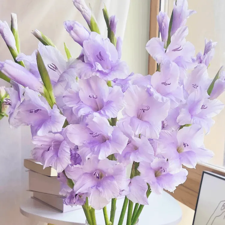 AB级香芋鲜花花束紫剑兰鲜花云南基地现采现发批发基地家用紫色