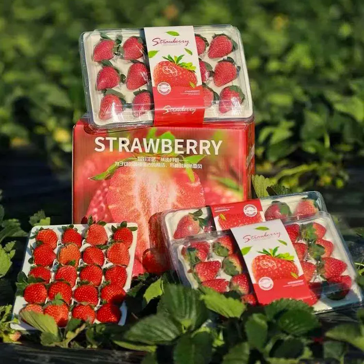 【顺丰速运】四川大凉山露天奶油草莓礼盒装非丹东99草莓