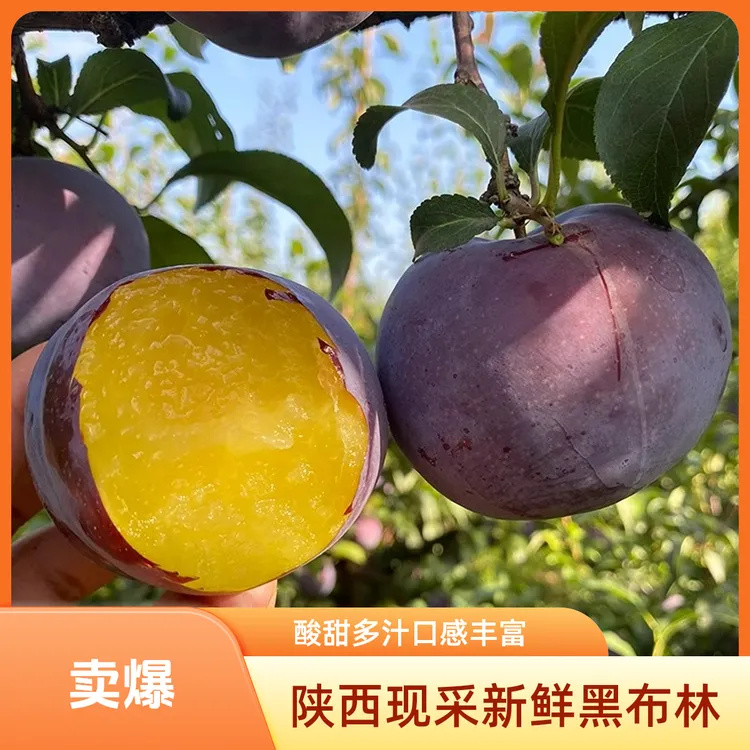 陕西现采黑布林李子当季新鲜酸甜多汁软硬两吃水果