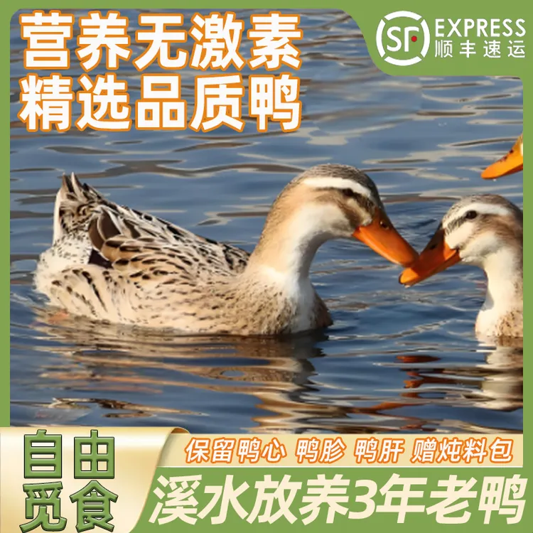 【3年土鸭子】农家放养溪水土鸭 生态散养 带心胗肝 净重5.5-6斤