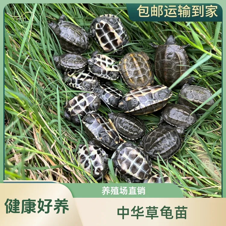 中华草龟金线苗黑腹苗活体湖北外塘冷水乌龟苗王八生态场批发