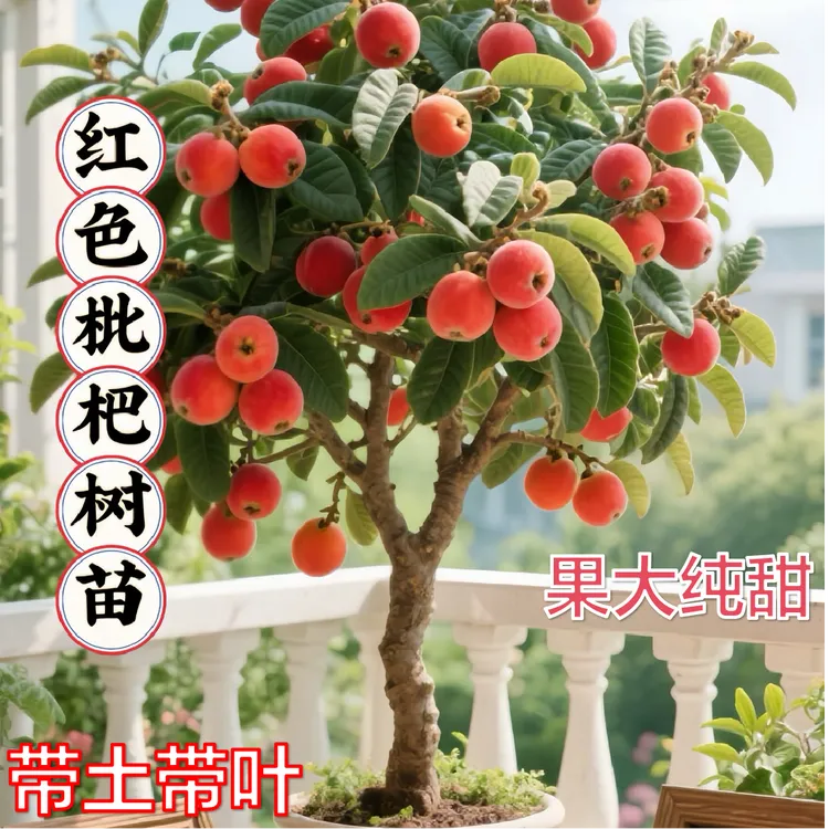 新品种红皮枇杷树苗嫁接砂糖枇杷红色枇杷正宗盆栽地栽南北方种植