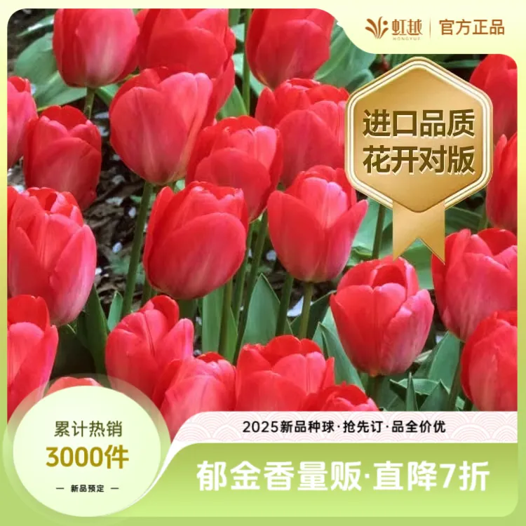 HONGYUE/虹越进口郁金香种球自然球5度球量贩装庭院花园球根批发