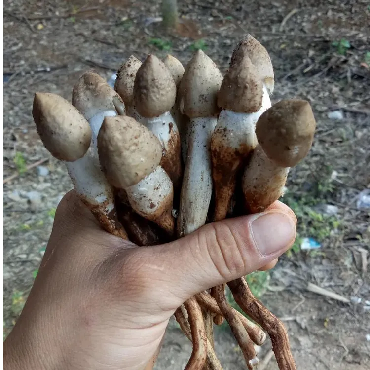 产地直发广西野生夏至菌鸡枞菌荔枝菌 （未开、子弹头）