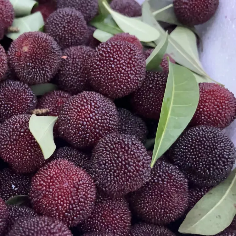 杨梅树东魁台梅黑炭杨梅果树苗南北方种植盆栽地栽嫁接苗结果树苗