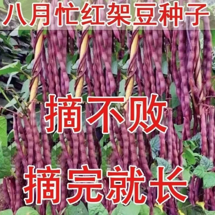 【八月忙冻死鬼豆角种子】家庭阳台小院盆栽地栽四季种植