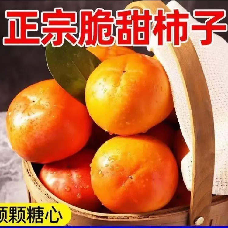 【小果】陕西现摘阳丰冰糖心巧克力脆柿香甜可口应季水果