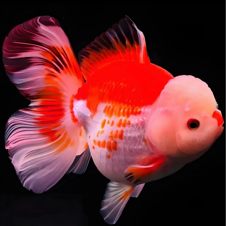 精品元宝百褶泰狮好养耐活冷水观赏鱼(顺丰发货无开箱视频无售后)