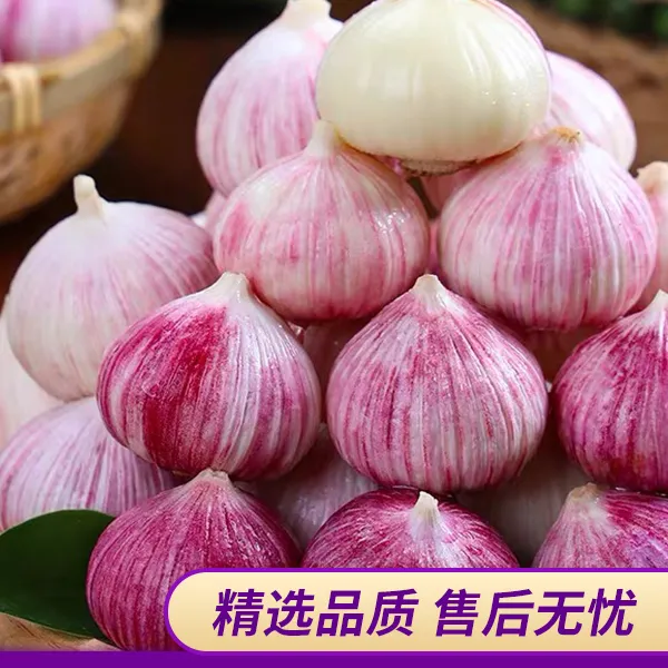 [干蒜]云南独头蒜紫皮蒜辛辣饱满调味食用独头蒜 0.5/1/2/3/5/9斤