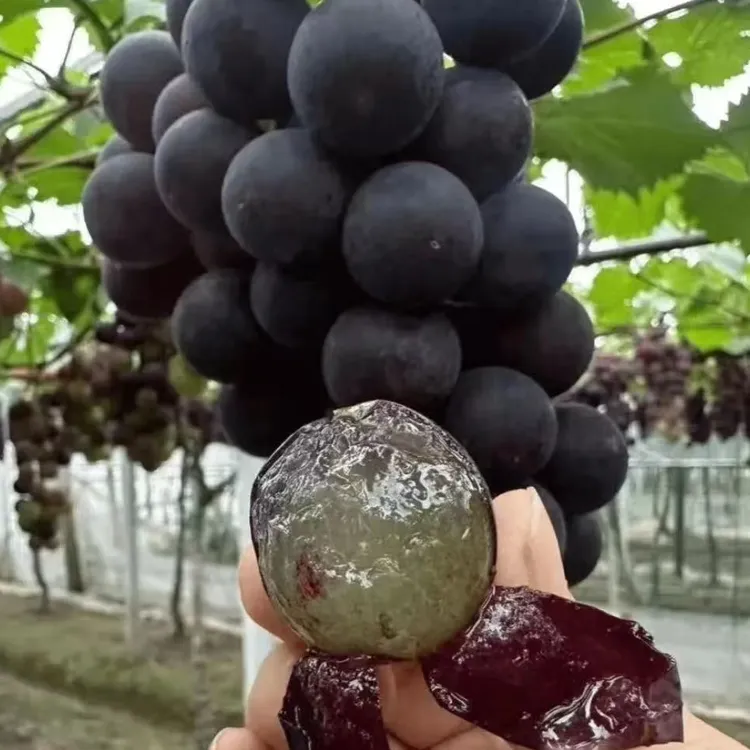 巨峰葡萄树苗南北方种植耐寒庭院爬藤特大号盆栽嫁接无籽当年结果