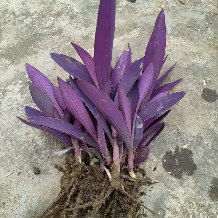 紫罗兰紫竹梅鸭拓草花卉盆栽地栽室内外好养绿植四季阳台紫色吊兰