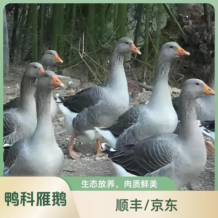 【顺丰包邮】买一只送一只散养大雁鹅净重9-10斤带掌、带翅、带心肝