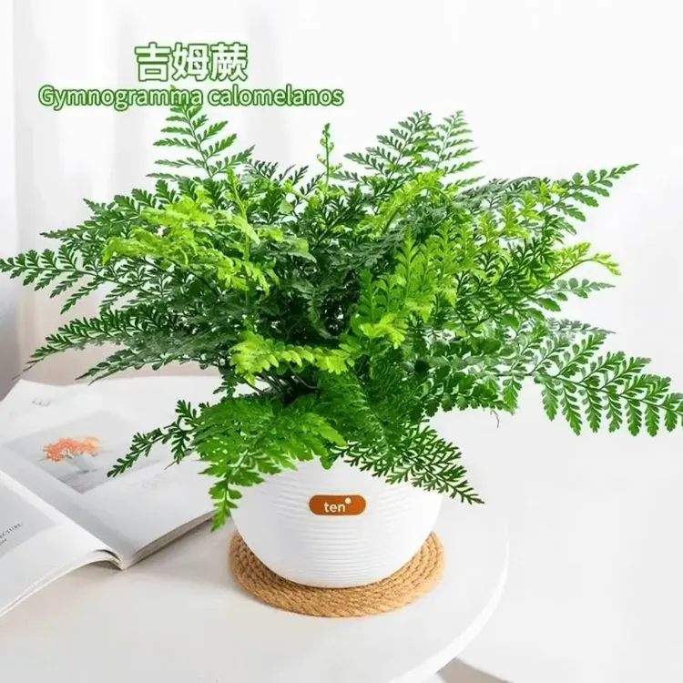 吉姆蕨网红植物室内客厅卧室四季常青净化空气水培蕨类好养商品图