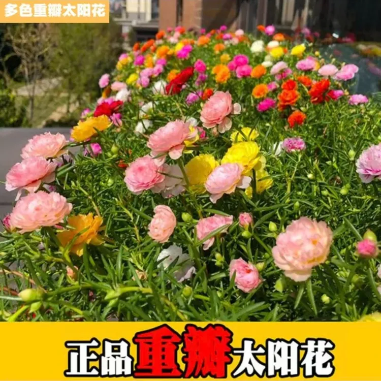 【30000粒正品重瓣太阳花种子】庭院阳台耐热耐旱花种子太阳花四季商品图