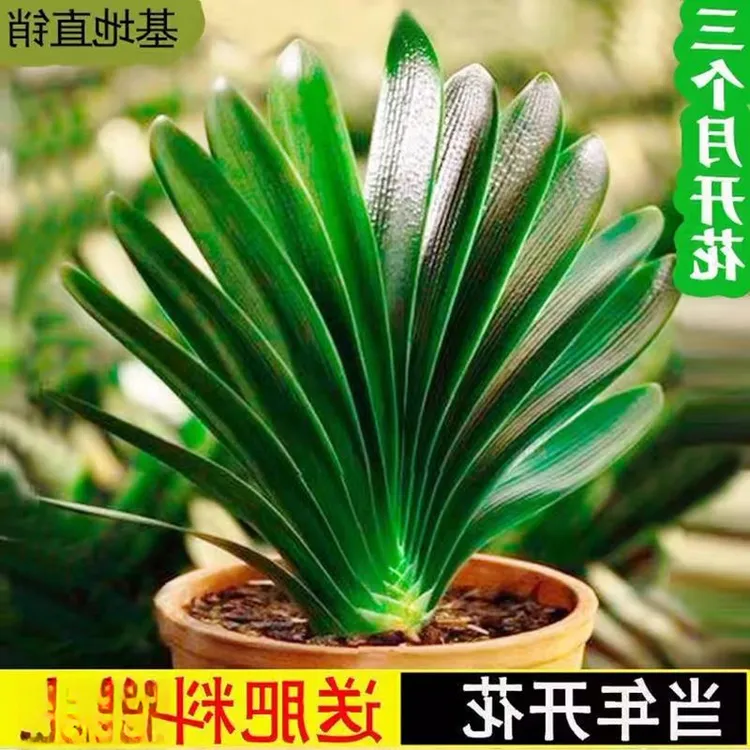 格艺【当年开花】君子兰盆栽客厅绿植室内阳台花卉兰花苗四季常青植