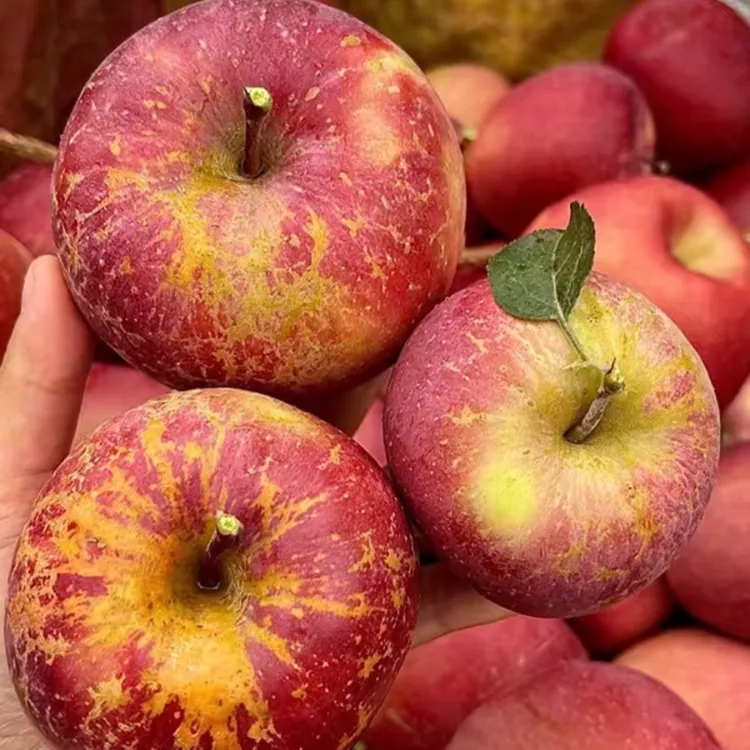 xl1【坏果包赔】大凉山盐源丑苹果高山种植脆甜多汁高原现摘现发