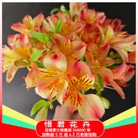 【水仙百合】云南鲜花基地家用鲜花直播间现场直播鲜切花两单送草
