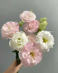 【大聪明卖花】阳光粉洋桔梗-任意2单鲜花包邮发货后不支持退款