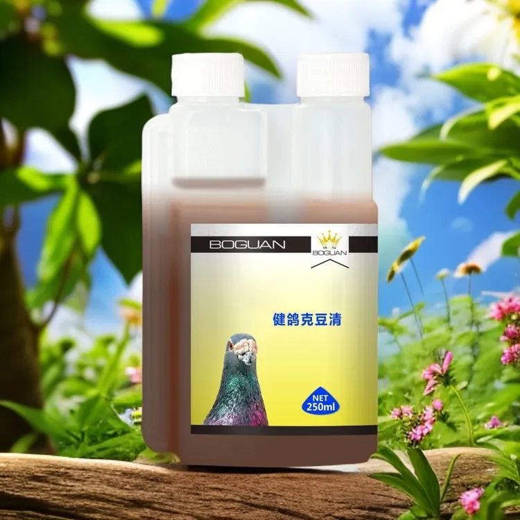 xirenqux白鸽子健鸽克豆清 saglam kaptar sugal qiqak tazlax 【