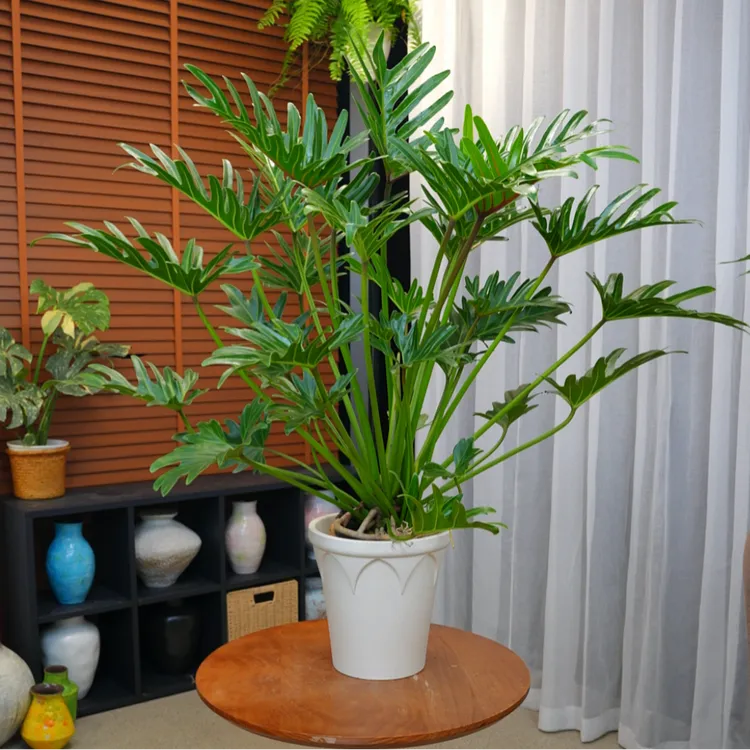 90-100cm巨型大叶龙鳞小天使室内土培绿植好养高端客厅植物耐活