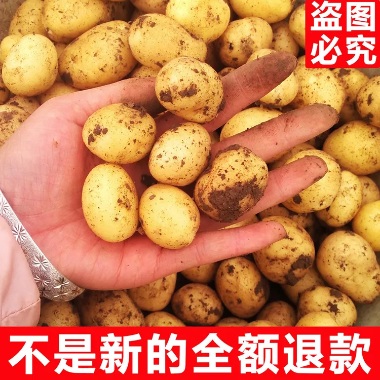 【产地直发】恩施高山迷你黄心小土豆 黄皮黄心洋芋马铃薯力荐9斤