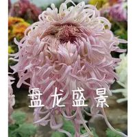 【盘龙盛景】花中精品稀有大花富贵菊花盆栽九月菊 开花漂亮耐寒