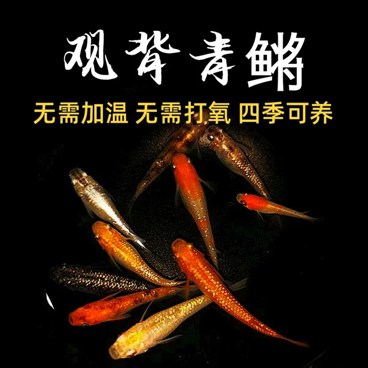观背青鳉冷水鱼古法群养鱼不加温免打氧新手入门必备